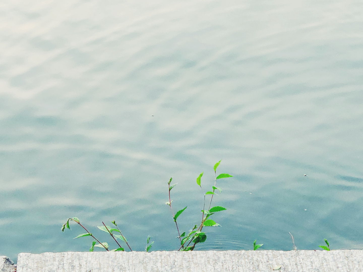 我不是树-树状数组